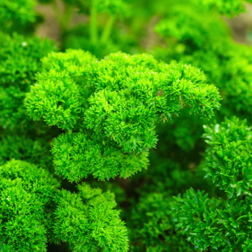 Parsley - Curly Leaves